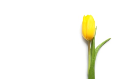 Photo of Beautiful spring tulip on white background, top view. International Women's Day