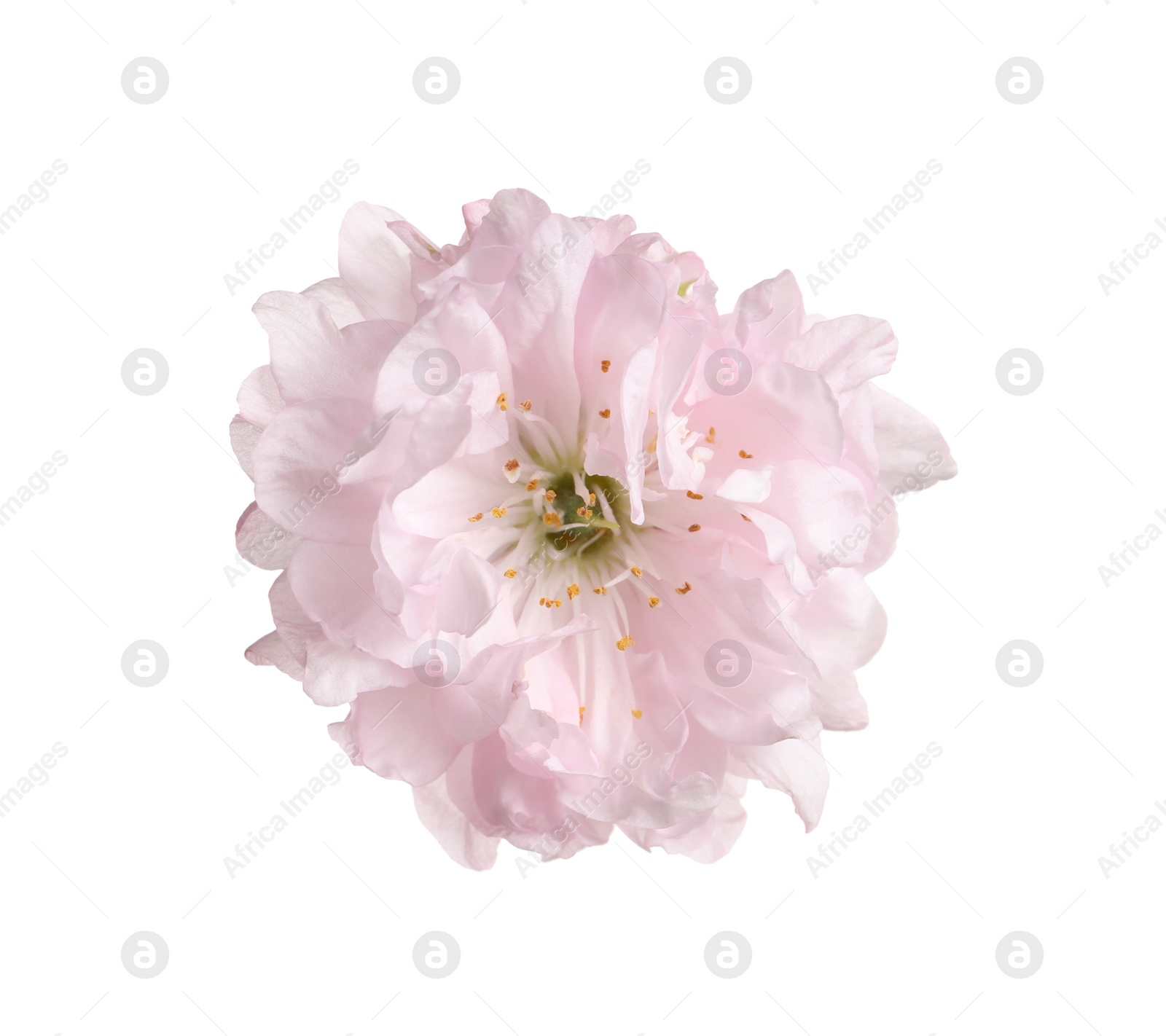 Photo of Beautiful sakura tree flower isolated on white