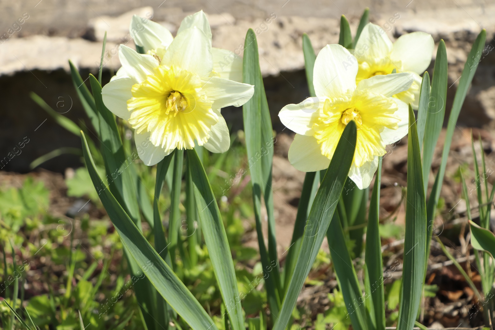 Photo of Beautiful daffodils growing in garden on sunny day