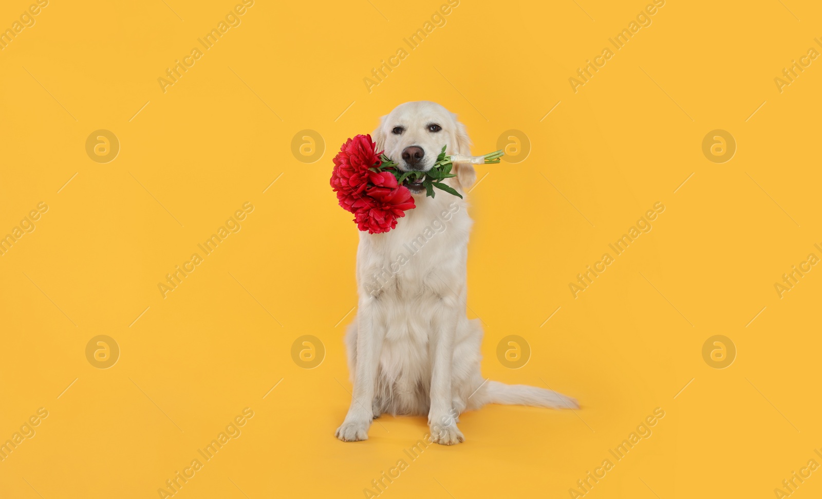 Photo of Cute Labrador Retriever with beautiful peony flowers on yellow background, space for text