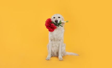 Photo of Cute Labrador Retriever with beautiful peony flowers on yellow background, space for text