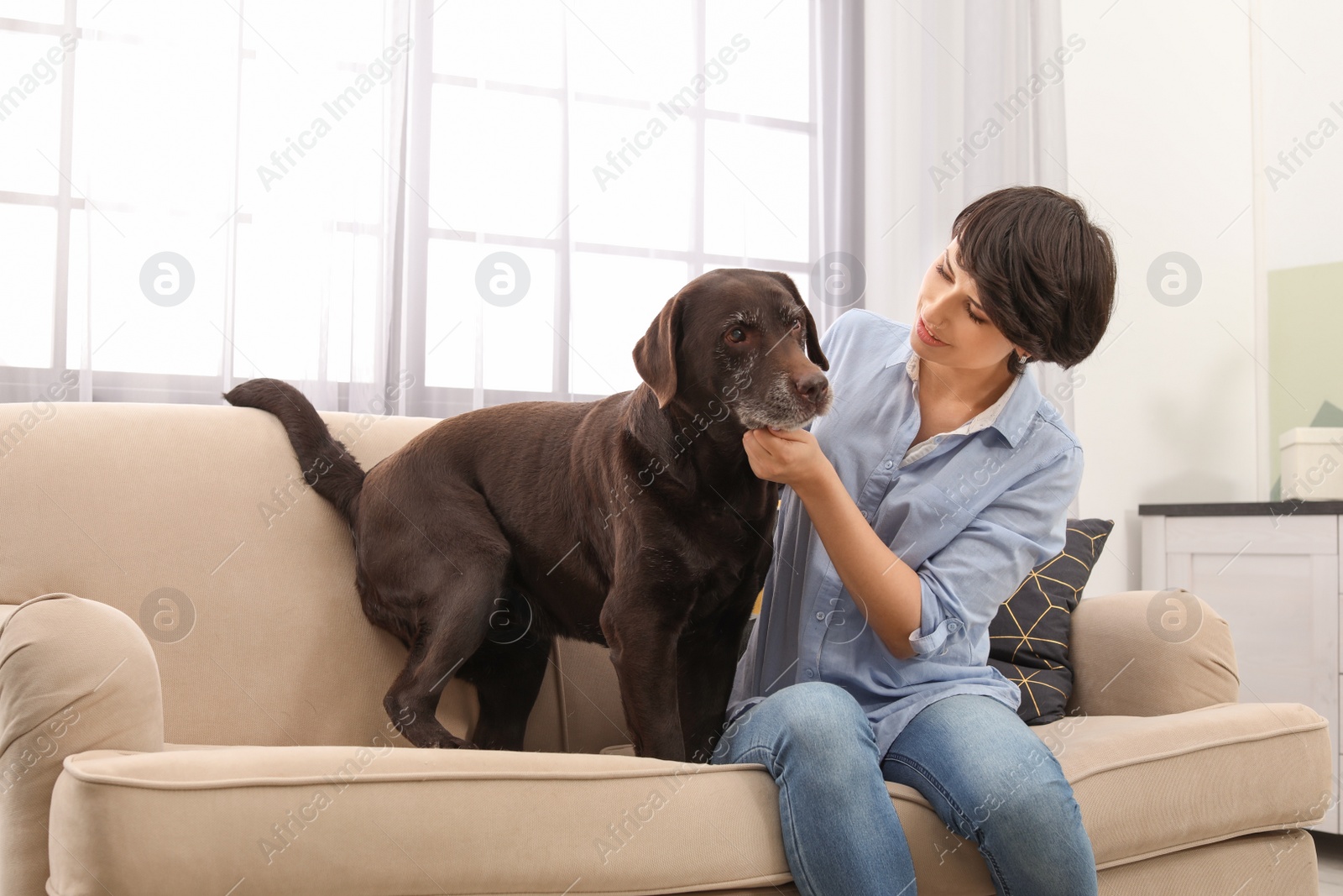 Photo of Adorable brown labrador retriever with owner on couch indoors