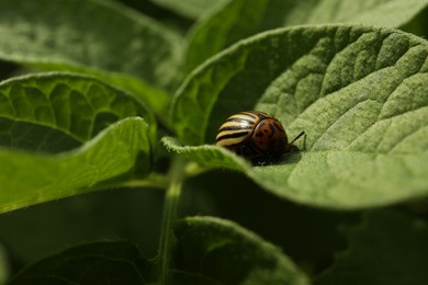 Photo of Colorado potato beetle on green plant outdoors, closeup