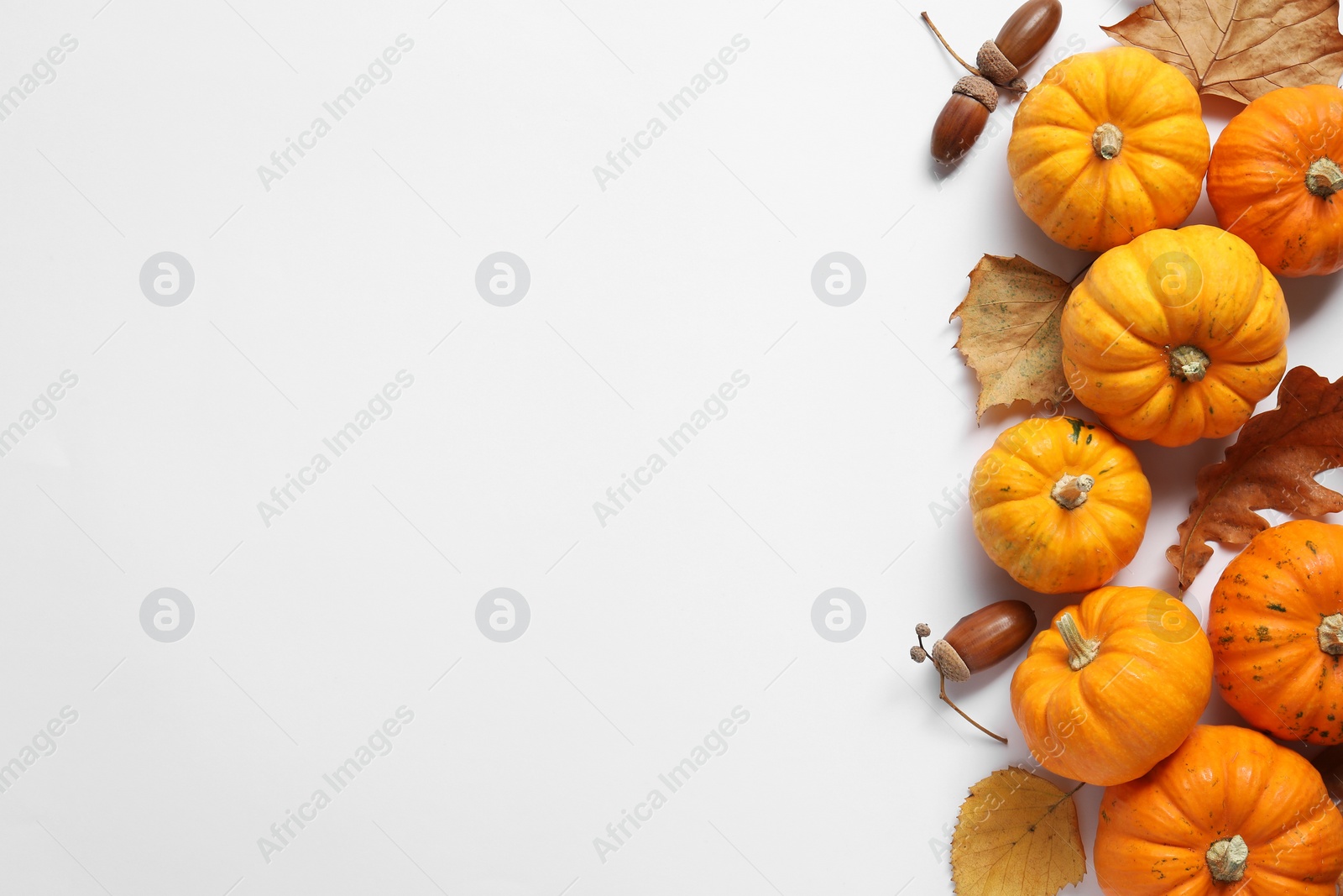 Photo of Thanksgiving day. Flat lay composition with pumpkins on white background, space for text