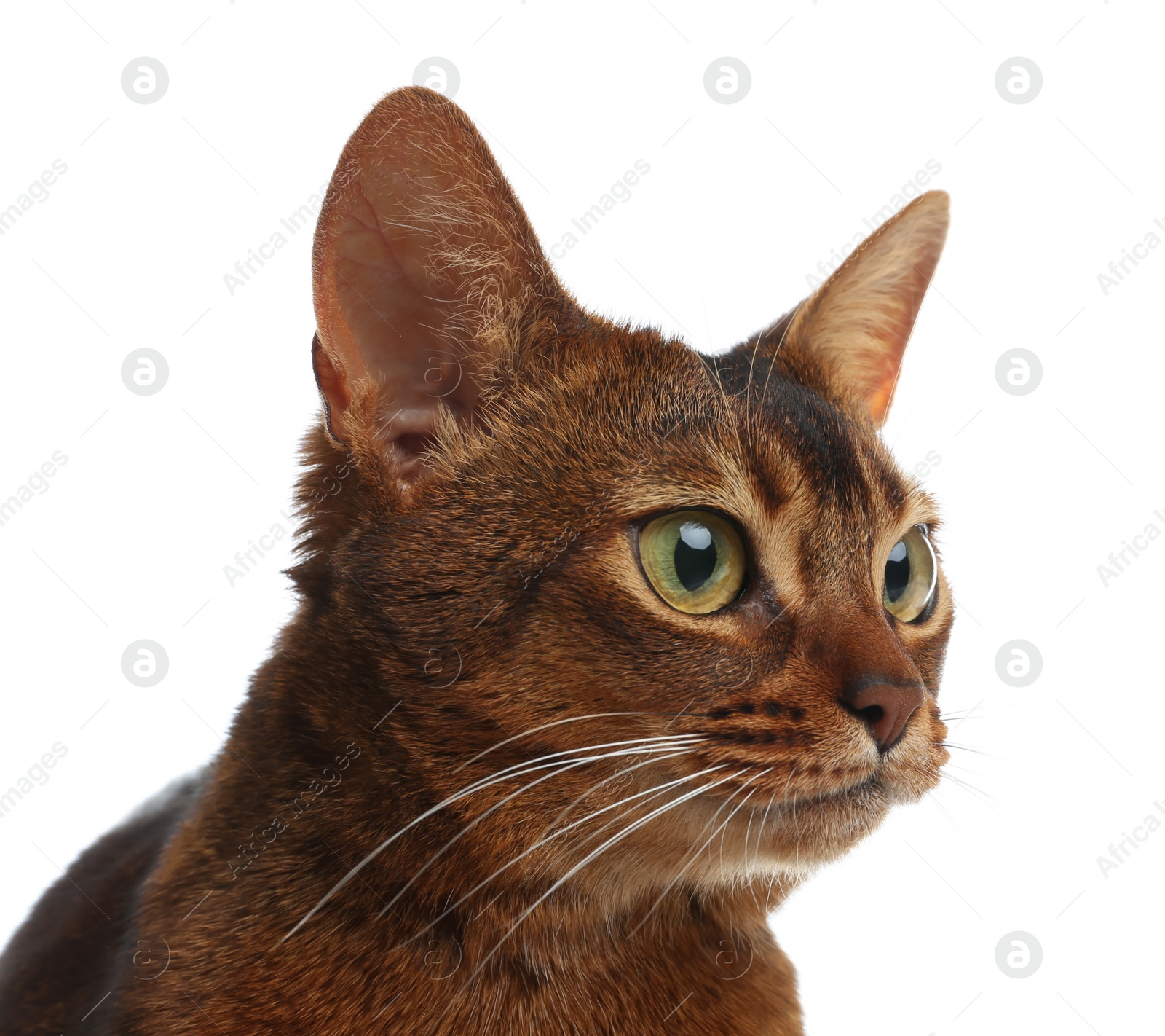 Photo of Beautiful Abyssinian cat on white background, closeup. Lovely pet