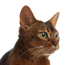 Photo of Beautiful Abyssinian cat on white background, closeup. Lovely pet