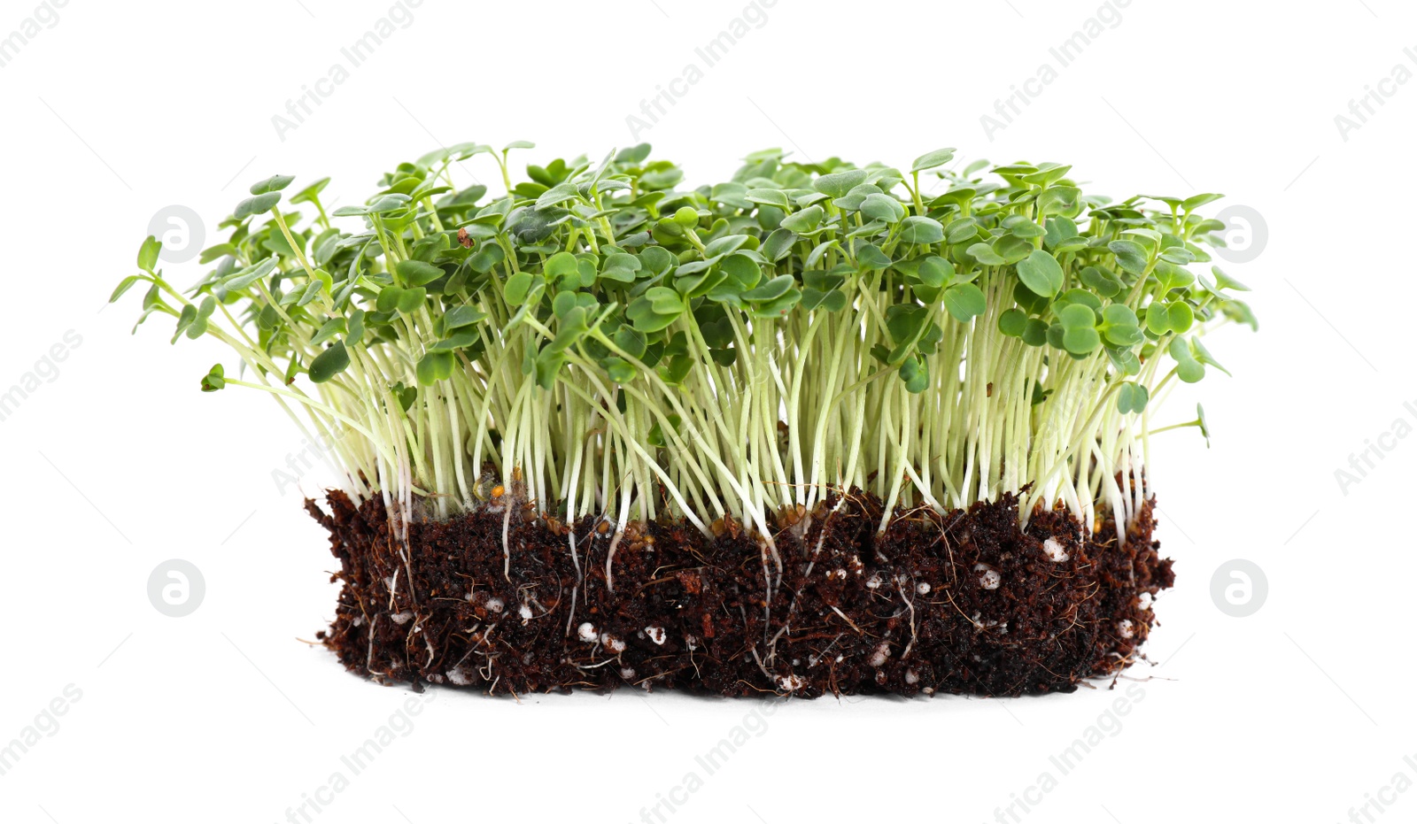 Photo of Fresh organic microgreen seeds on white background