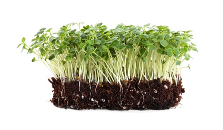 Fresh organic microgreen seeds on white background