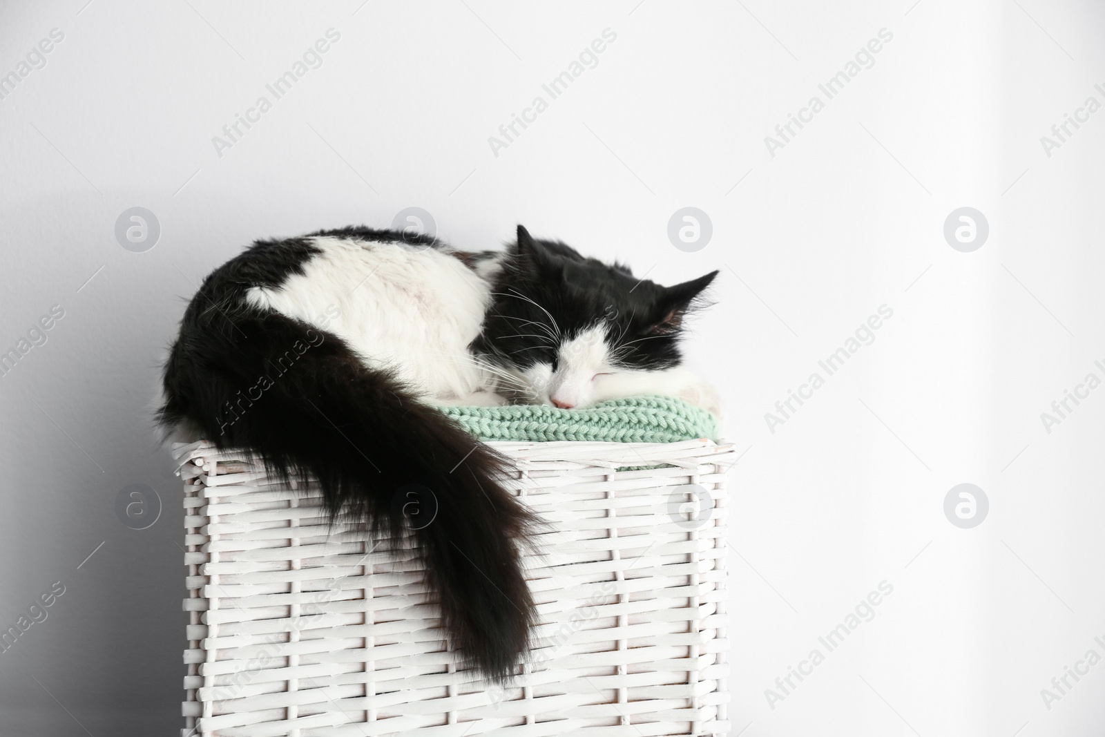 Photo of Cute cat relaxing on green knitted fabric in basket. Lovely pet