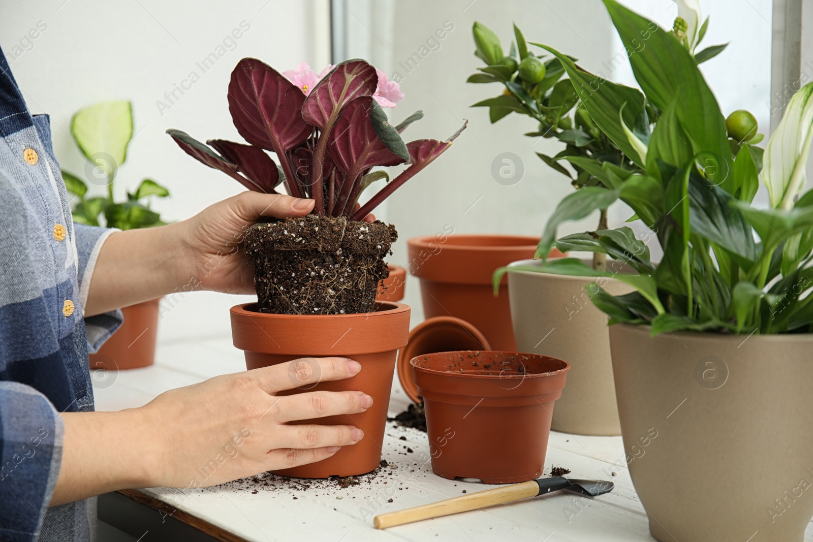 Photo of Woman transplanting home plant into new pot on window sill, closeup