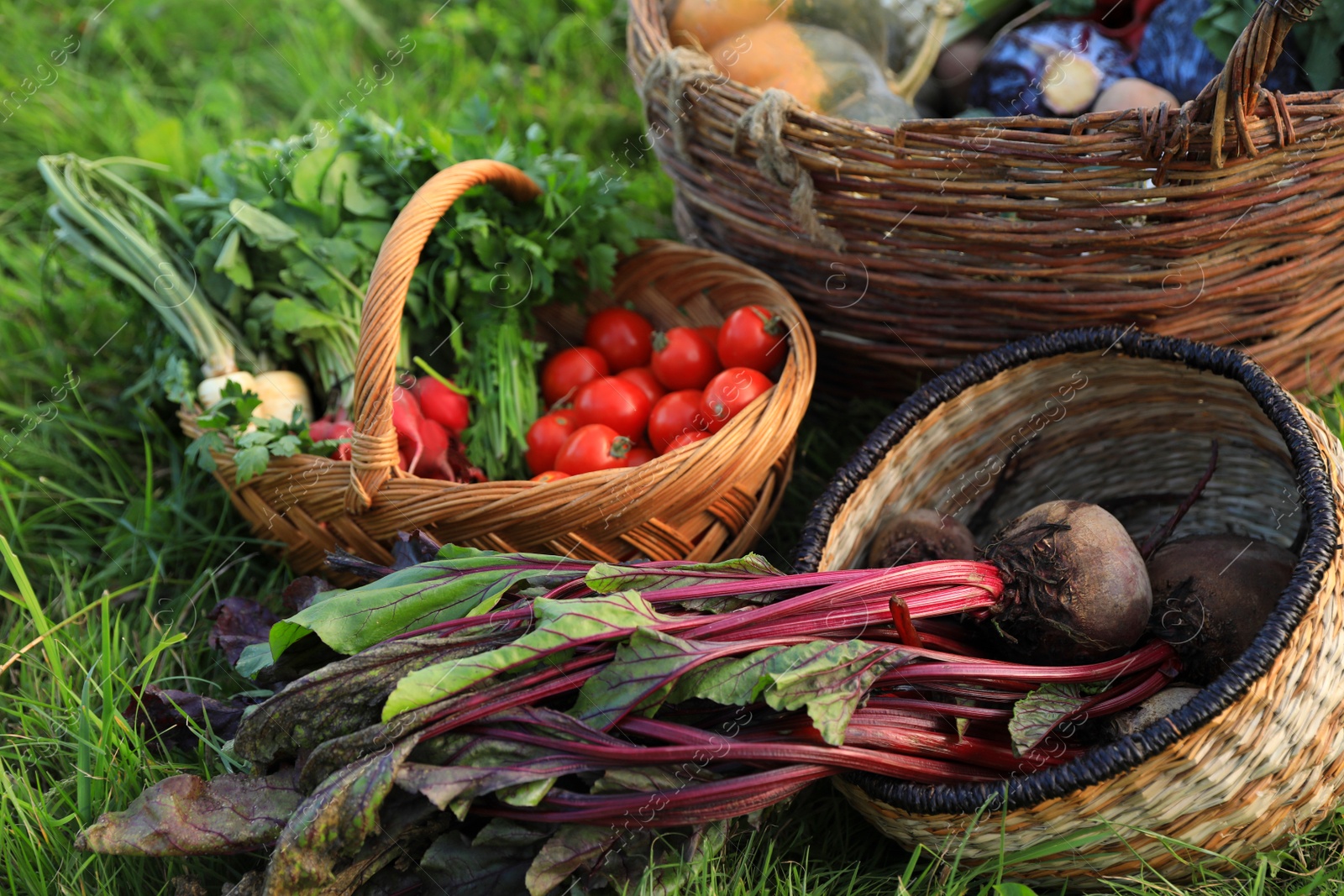 Photo of Different fresh ripe vegetables on green grass