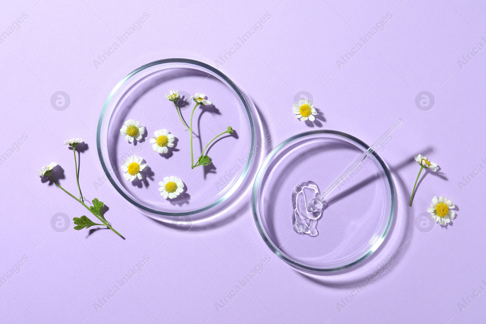 Photo of Flat lay composition with Petri dishes and chamomile flowers on violet background