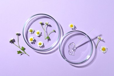 Photo of Flat lay composition with Petri dishes and chamomile flowers on violet background