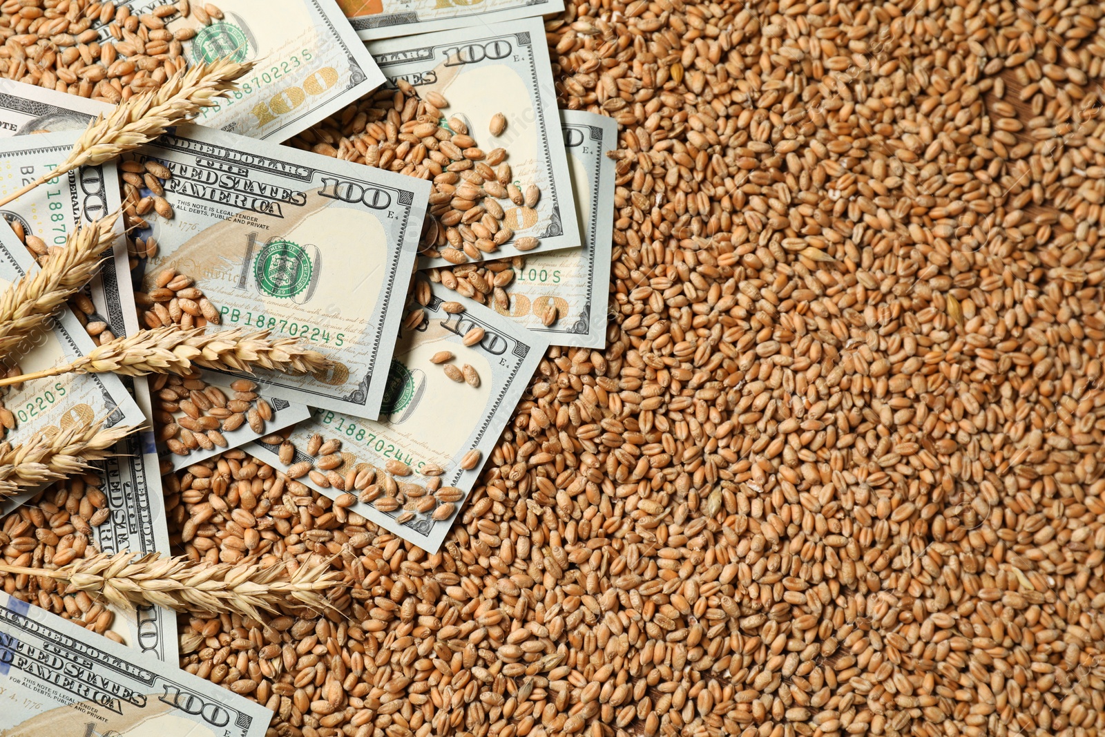 Photo of Agricultural business. Dollar banknotes and wheat ears on grains, top view. Space for text