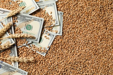 Agricultural business. Dollar banknotes and wheat ears on grains, top view. Space for text