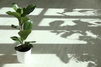 Photo of Fiddle Fig or Ficus Lyrata plant with green leaves indoors. Space for text