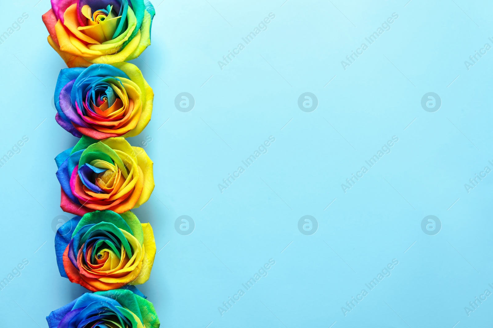 Photo of Rainbow rose flowers on color background, top view