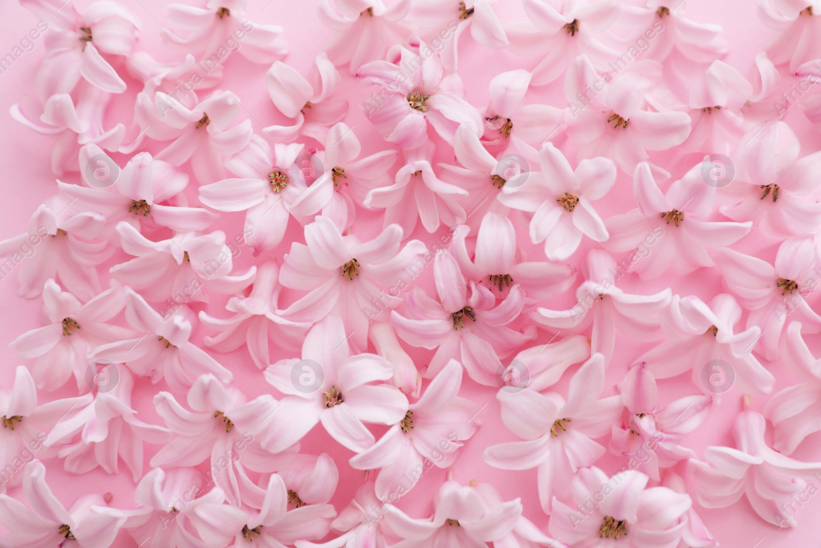 Photo of Pile of spring hyacinth flowers on color background, closeup