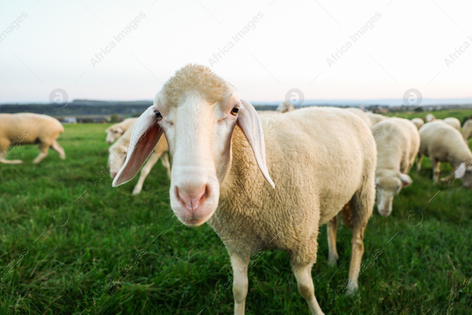 Photo of Cute sheep grazing on green pasture. Farm animals