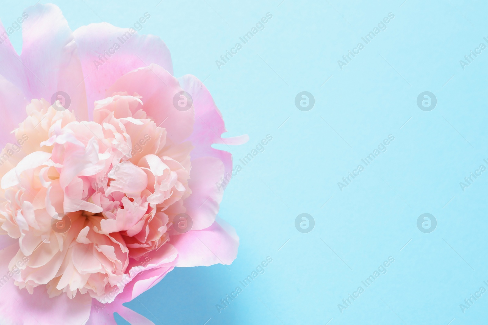 Photo of Beautiful fragrant peony flower on color  background