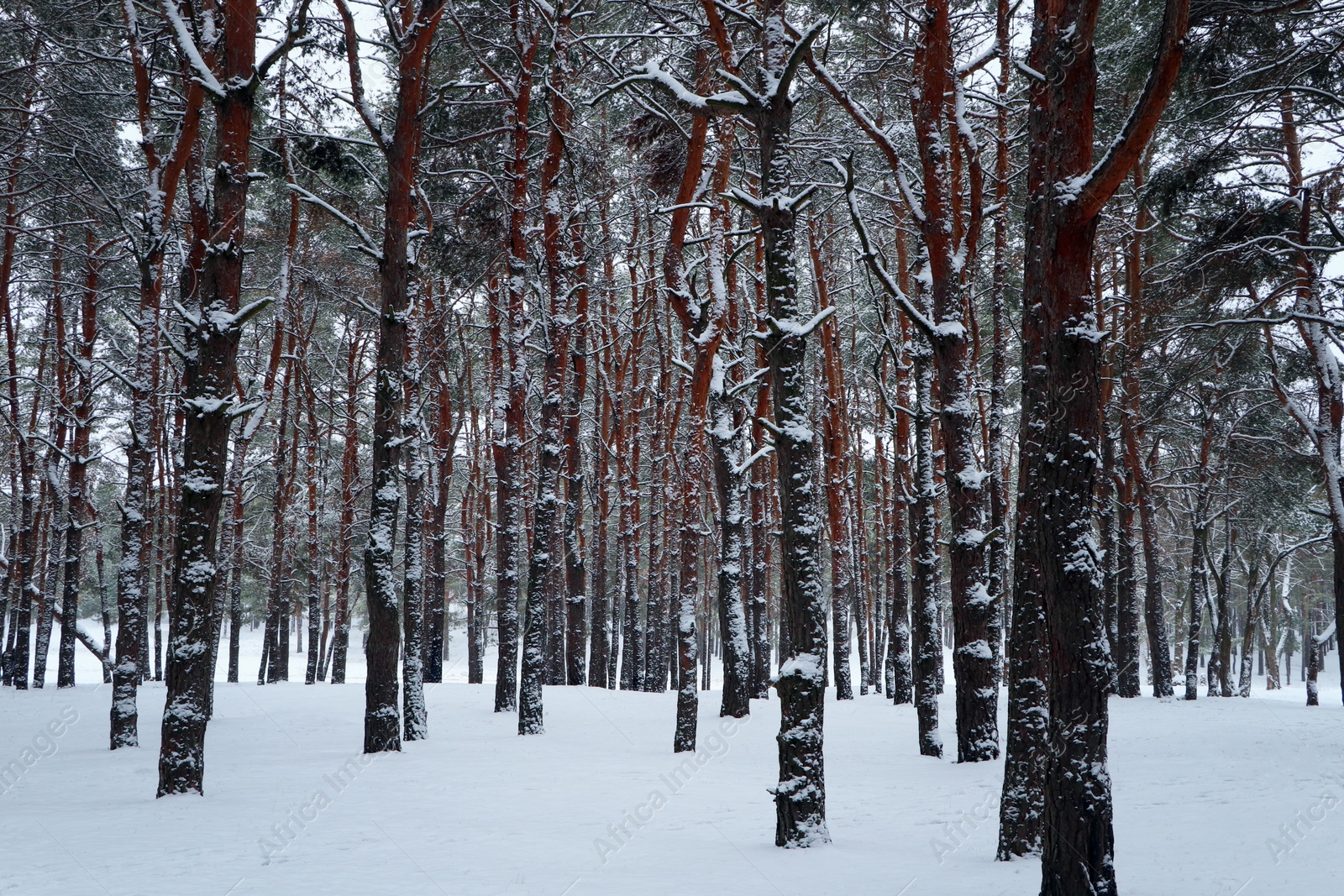 Photo of Picturesque view of beautiful forest covered with snow