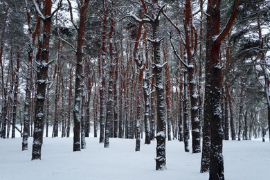 Picturesque view of beautiful forest covered with snow