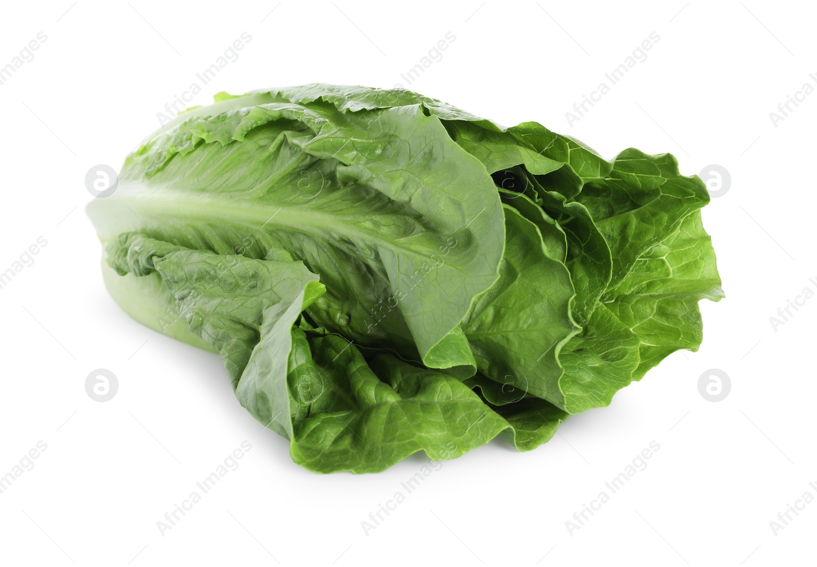 Photo of Fresh green romaine lettuce isolated on white