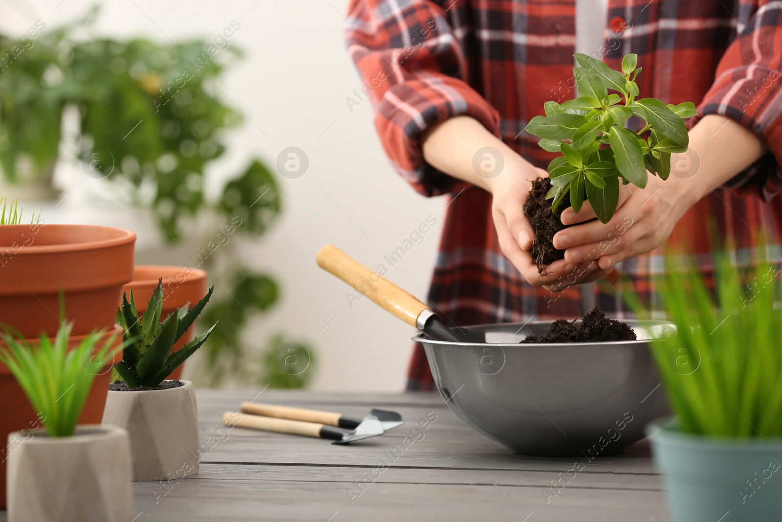 Photo of Transplanting. Woman with houseplant, gardening tools and empty flower pots at gray wooden table indoors, closeup