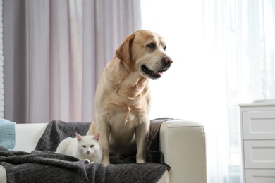 Photo of Adorable cat looking into camera and dog together on sofa indoors, space for text. Friends forever