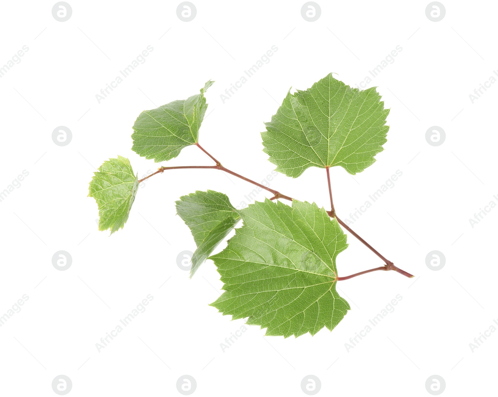 Photo of Grape vine with leaves isolated on white