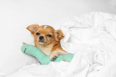 Cute sleepy small Chihuahua dog with toy in bed