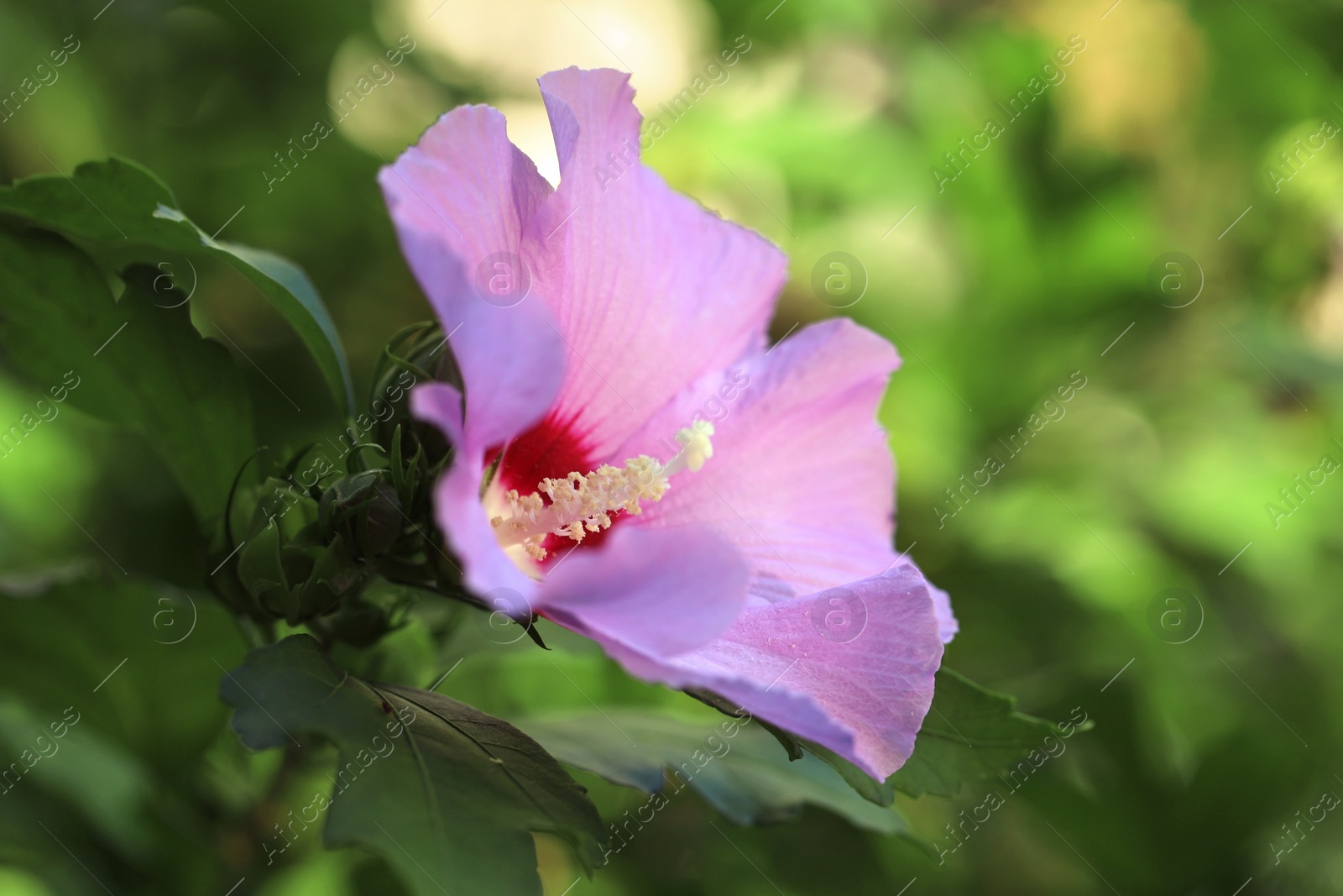 Photo of Beautiful pink hibiscus flower growing outdoors, closeup