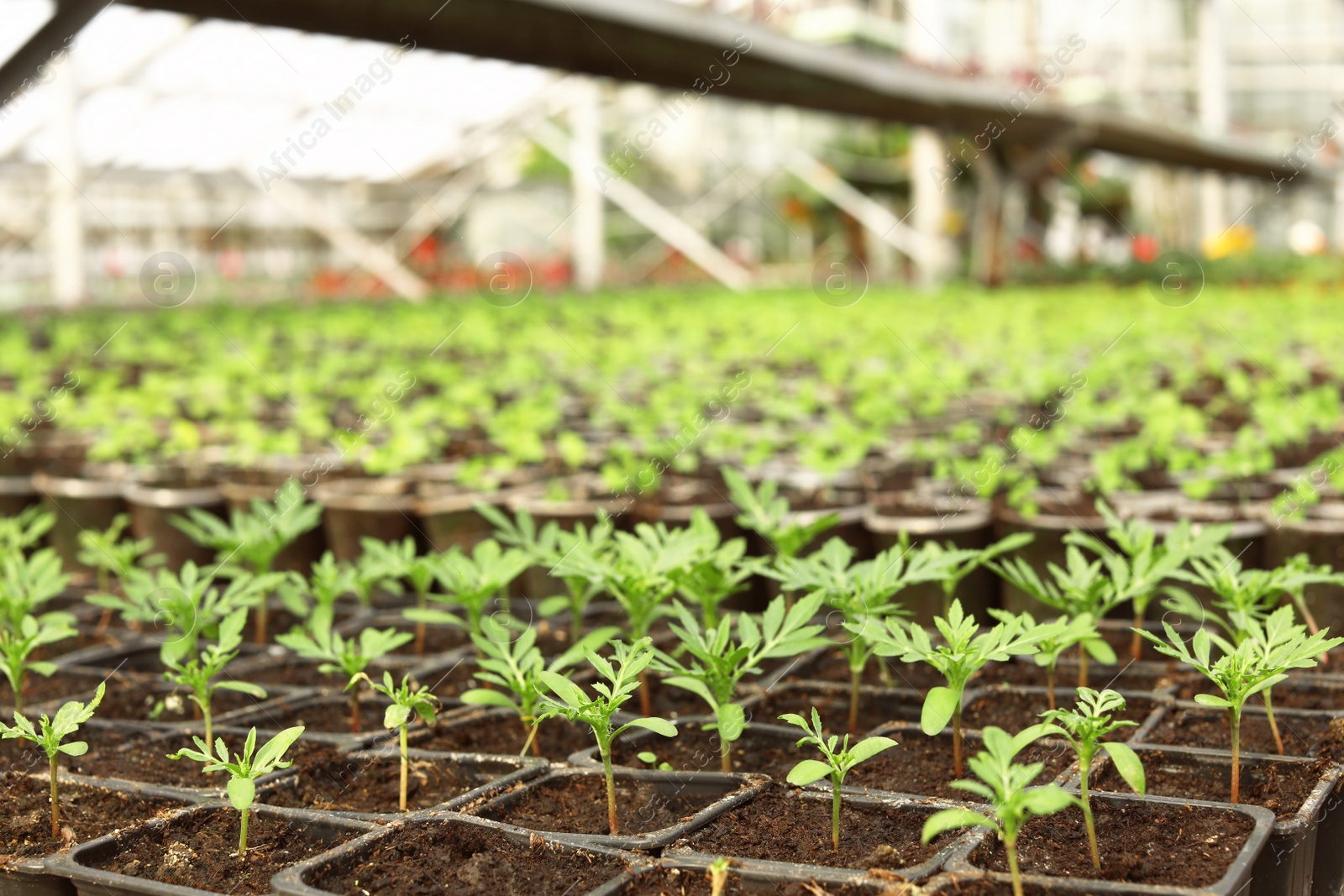 Photo of Many pots with soil and fresh seedlings in greenhouse, closeup