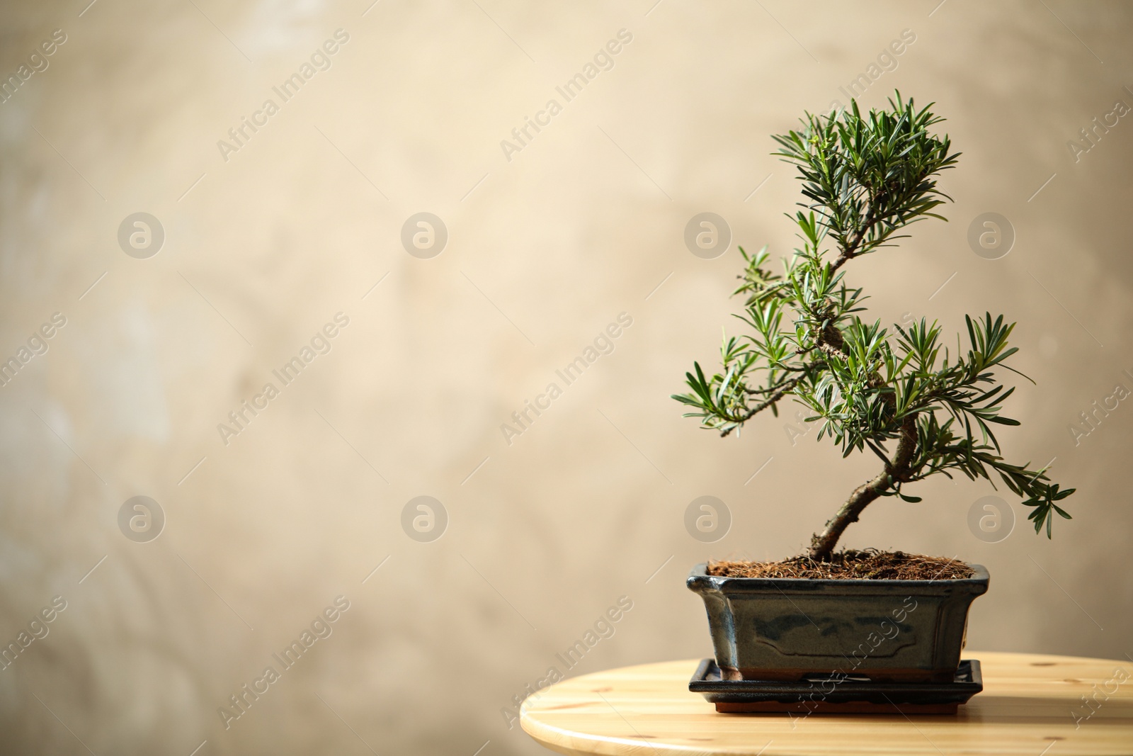 Photo of Japanese bonsai plant on wooden table, space for text. Creating zen atmosphere at home