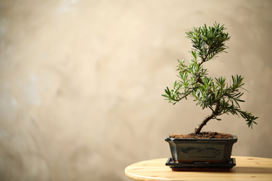 Japanese bonsai plant on wooden table, space for text. Creating zen atmosphere at home