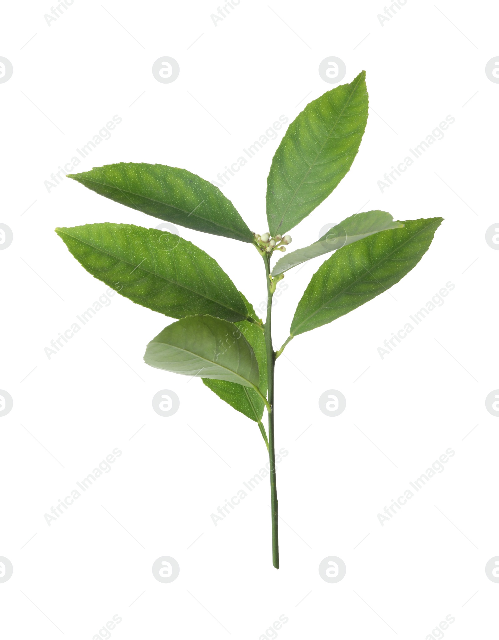 Photo of Fresh twig with green citrus leaves isolated on white