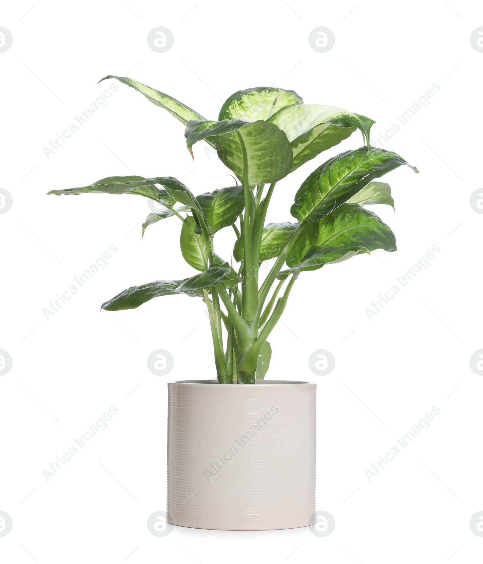 Photo of Pot with Dieffenbachia plant isolated on white. Home decor