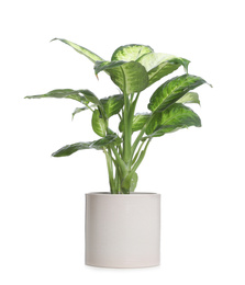Photo of Pot with Dieffenbachia plant isolated on white. Home decor