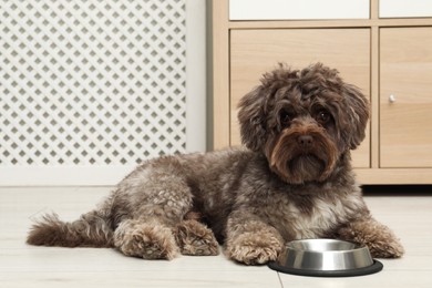 Photo of Cute Maltipoo dog and his bowl at home. Lovely pet