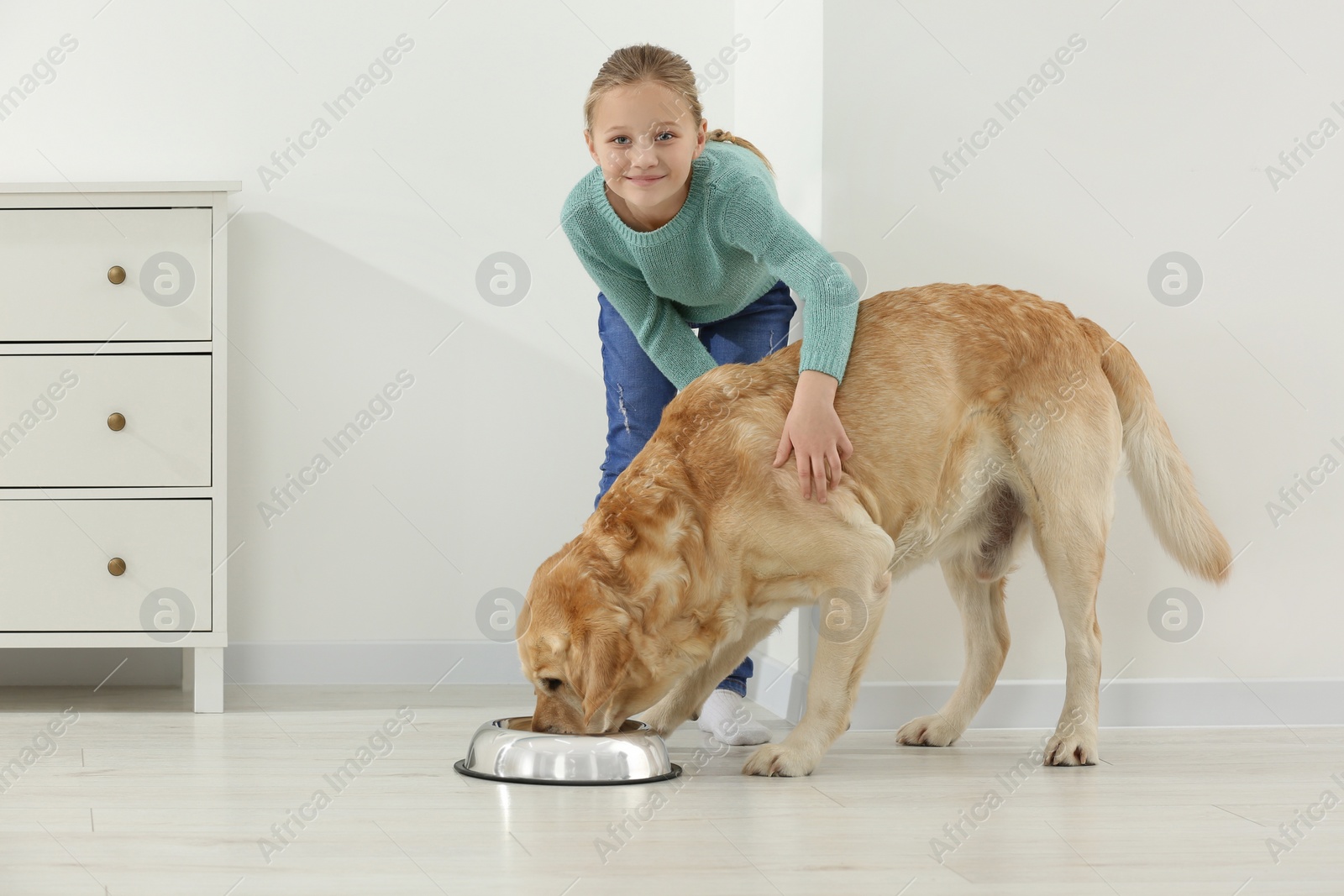 Photo of Cute child feeding her Labrador Retriever at home. Adorable pet