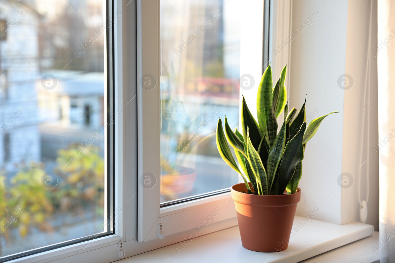 Photo of Potted Sansevieria plant on window sill at home. Space for text