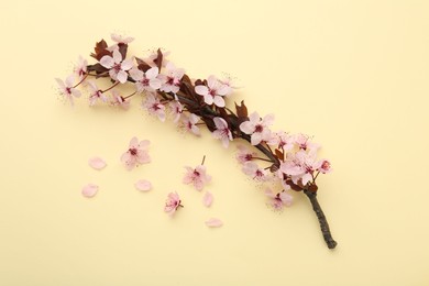 Photo of Spring tree branch with beautiful blossoms, flowers and petals on yellow background, flat lay