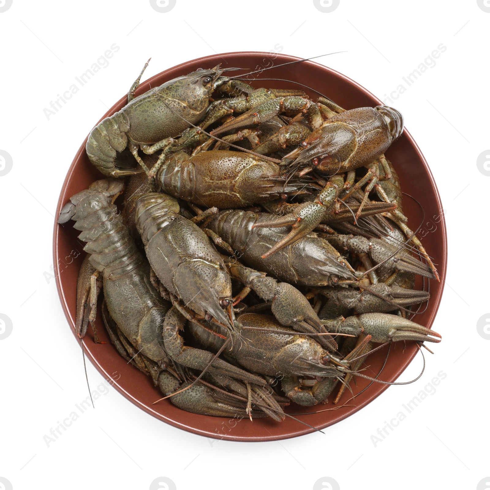 Photo of Fresh raw crayfishes in bowl on white background, top view