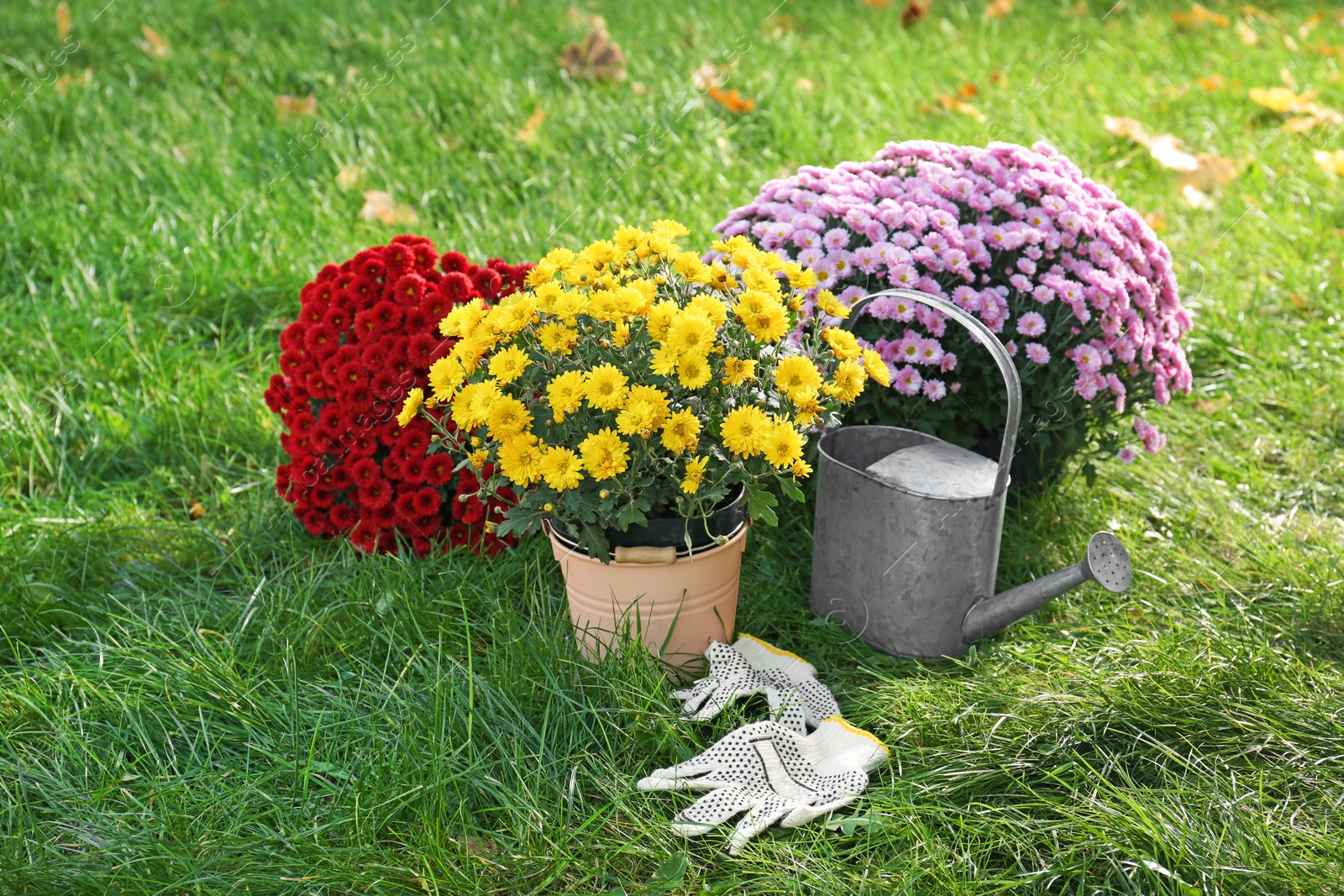 Photo of Beautiful colorful chrysanthemum flowers and watering can on green grass