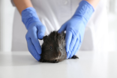 Photo of Female veterinarian examining guinea pig in clinic, closeup