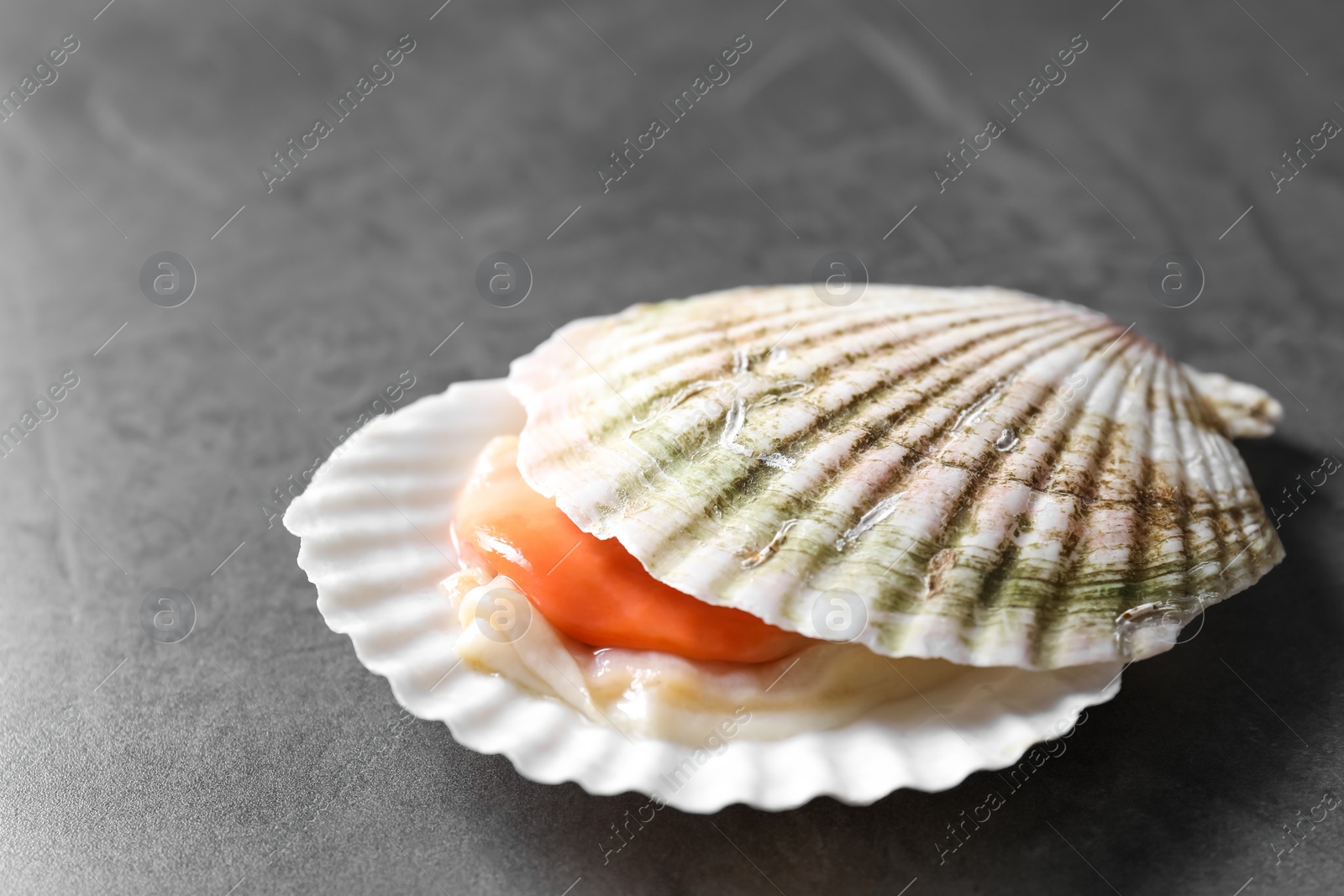 Photo of Fresh raw scallop with shell on grey table, closeup