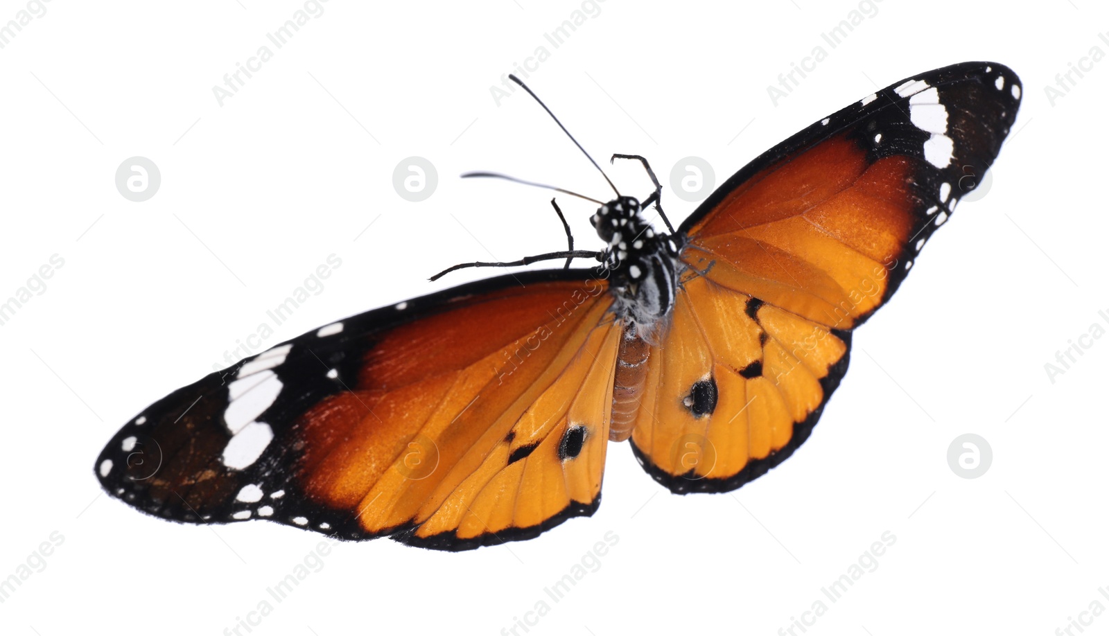 Photo of Beautiful painted lady butterfly isolated on white