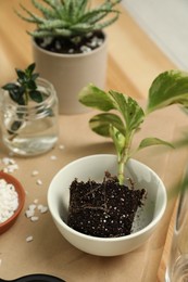 Exotic house plant in soil on table