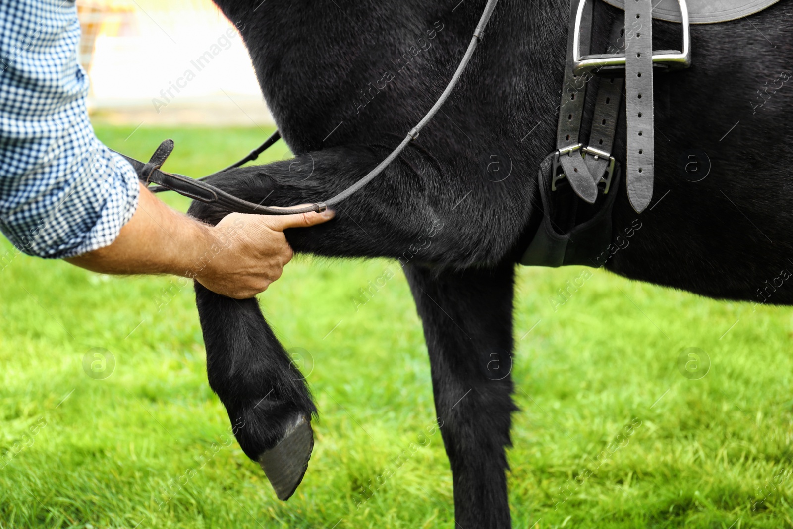 Image of Senior man examining black horse outdoors, closeup