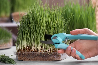 Photo of Woman cutting sprouted wheat grass with pruner at table, closeup